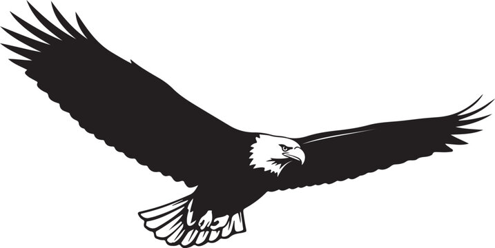 Black and white eagle flying with outstretched wings bird