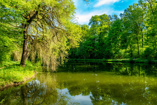 Idyllischer Waldsee im Fr&uuml;hjahr
