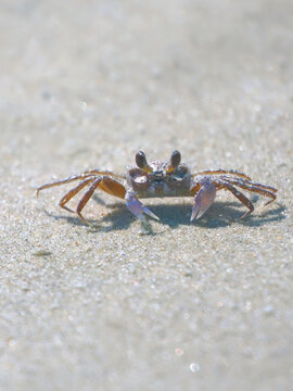 Sand crab scampering and tunneling along beach sand. 