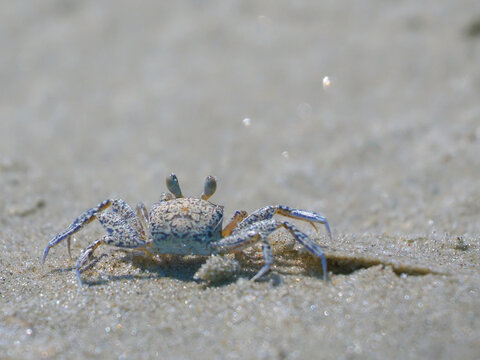 Sand crab scampering and tunneling along beach sand. 