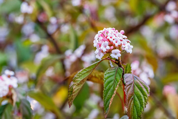 Fototapeta premium Viburnum flowers bloom in a garden during springtime with green leaves surrounding them