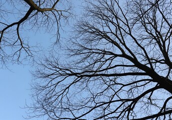 Obraz premium Whispers of Winter's Sky