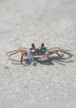 Sand crab scampering and tunneling along beach sand. 