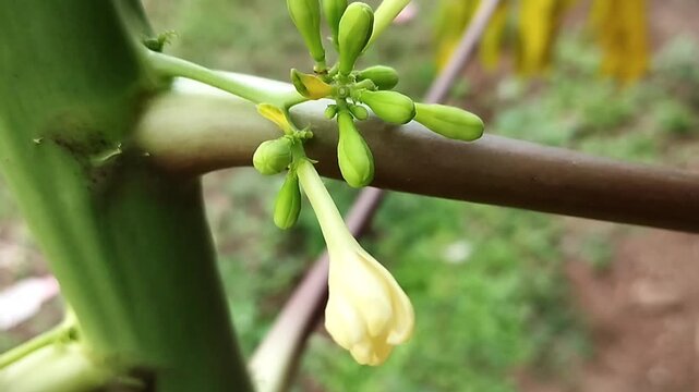 The footage shows a plant with clustered buds positioned along a stem, recorded in a static close-up view. The surrounding leaves and branches create a layered structure, while the buds maintain a uni
