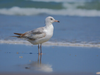 Fototapeta premium Shore birds on ocean surfside. 