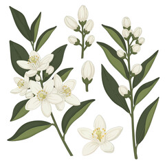 Fototapeta premium Orange Blossom Branch with Flowers and Buds, Botanical Illustration
