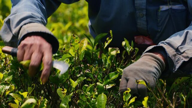 Female tea picker harvesting fresh tea leaves on a verdant plantation in Sri Lanka countryside in slow motion, woman working among lush green landscape, traditional agriculture, manual harvesting 