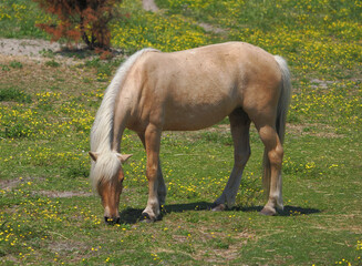 Fototapeta premium Corralled wild ponies grazing among yellow flowers on Ocracoke Island, NC. 