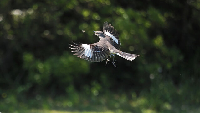 Mockingbird inflight capturing fly in sky against blurry background. 