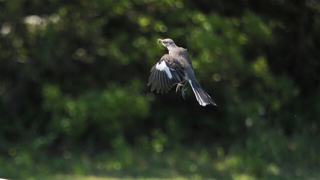 Mockingbird inflight capturing fly in sky against blurry background. 