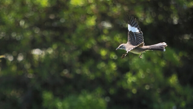 Mockingbird inflight capturing fly in sky against blurry background. 