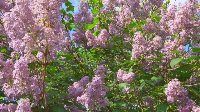 buddleia blows in the english sun