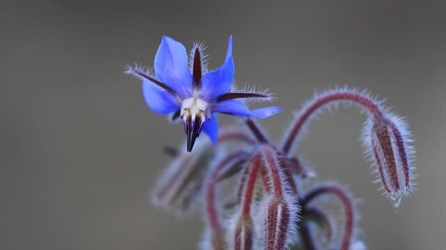 Close-up of a blooming blue borage flower with fuzzy, hairy stems.
