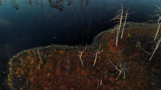 morning in the swamp