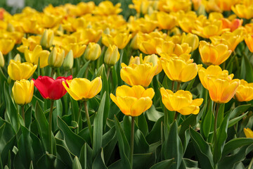 Obraz premium Yellow tulip flowerbed with a red tulip color accent in a spring garden, creating a floral seasonal background for nature and gardening themes.