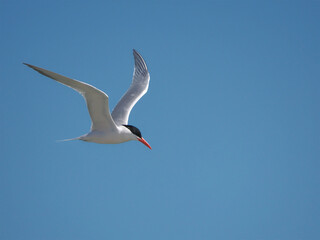 Fototapeta premium Elegant tern silver white shore bird inflight black cap orange bill against blue sky. 