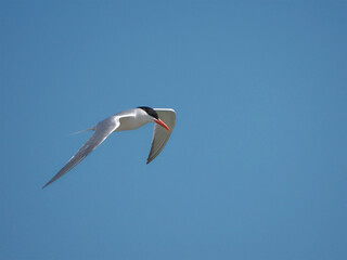 Obraz premium Elegant tern silver white shore bird inflight black cap orange bill against blue sky. 