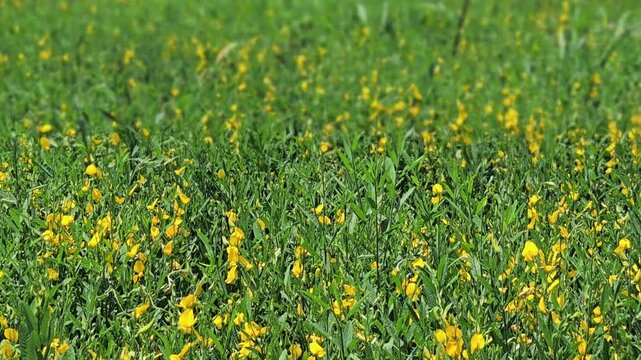 A black carpenter bee flies over a vibrant field of sunn hemp. It hovers near bright yellow flowers, collecting nectar and pollen across the lush green landscape.