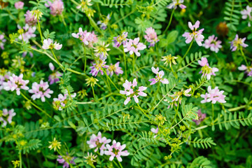 Fototapeta premium Wildflowers bloom in a green field during springtime in a rural area