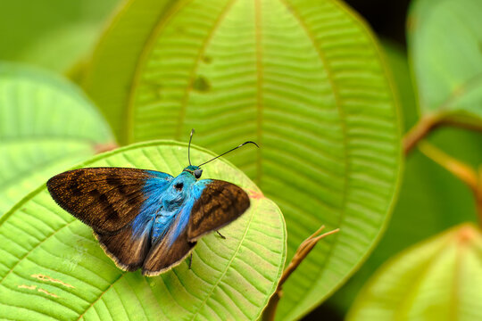 wildlife