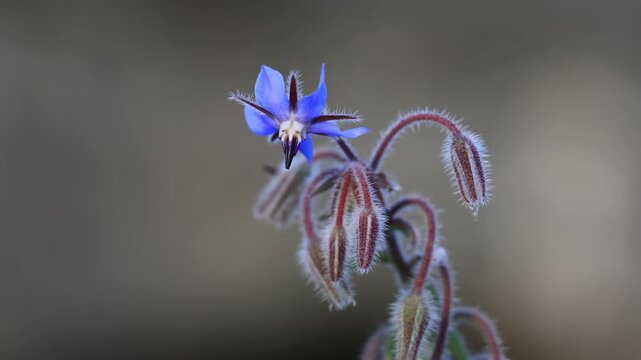 Close-up of a blooming blue borage flower with fuzzy, hairy stems.