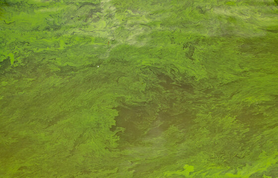 Aerial view of toxic cyanobacteria bloom polluting water surface at Nove Mlyny reservoir, South Moravia, Czech Republic, showing environmental damage and water contamination.
