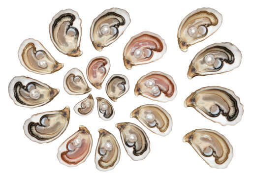 Fresh oyster shells with pearls collection, set of 18 realistic seafood elements on white background, luxury marine mollusk shells for menu design