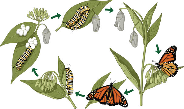 Monarch Butterfly Complete Life Cycle on Milkweed Plant Egg Caterpillar Chrysalis Adult Vector Illustration