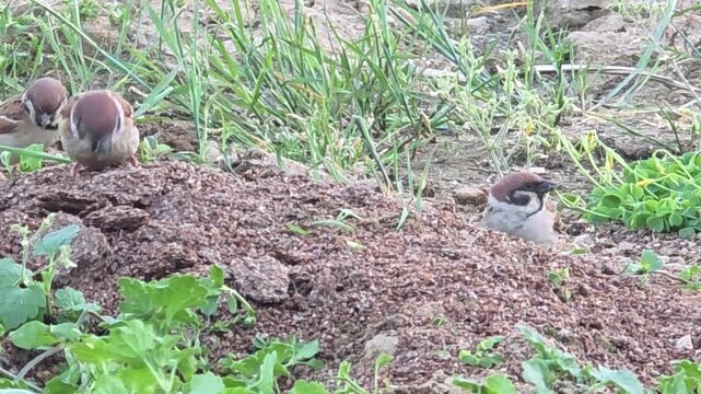 
A Group of Tree Sparrows Foraging on Rapeseed Residue in a Garden at Sunset
#002

