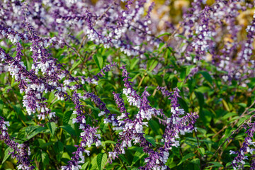 Obraz premium Purple flowers grow in a field with green leaves under bright sunlight during daytime in a garden setting