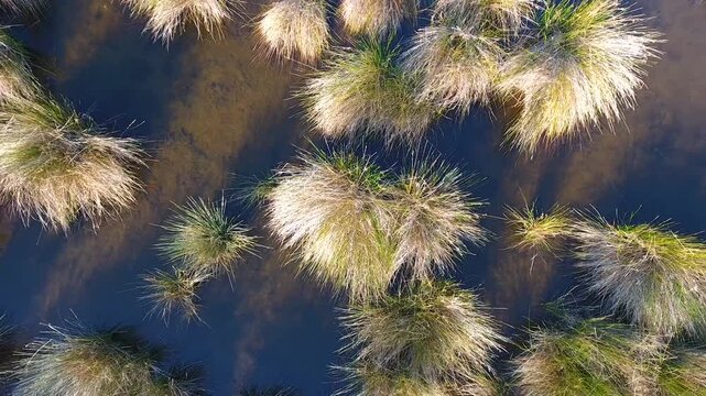 Camera pulls back above juncus reed beds revealing full lake within tranquil wetland landscape. Marsh plants grasses still water natural habitat create serene environmental scene.