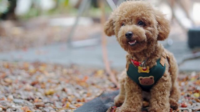 A cute brown toy poodle sitting outdoors on gravel in morning light. This close up daylight portrait uses selective focus, leaving great copy space beside a loyal canine best friend.