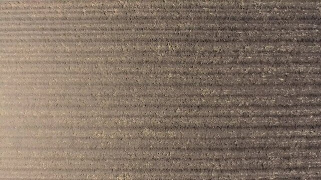 Aerial view of uncultivated plowed brown field with parallel furrows in agriculture. Drone perspective of bare earth soil patterns on empty farmland ready for planting.