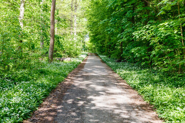 Obraz premium Walking path in a green forest with trees and plants on both sides during a sunny day in spring