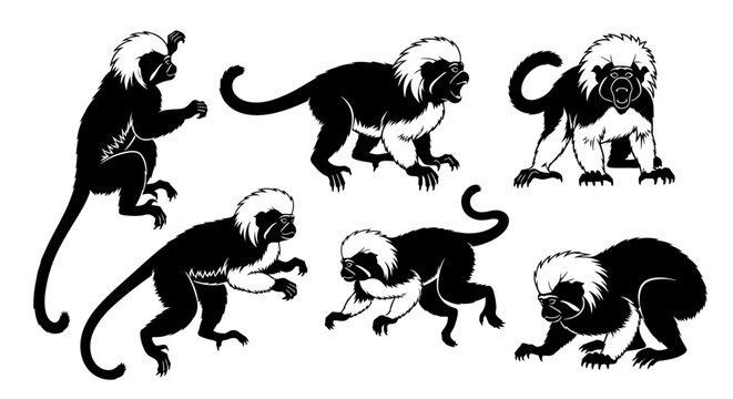 Set of Cotton-top Tamarin Monkey Silhouettes in Various Poses