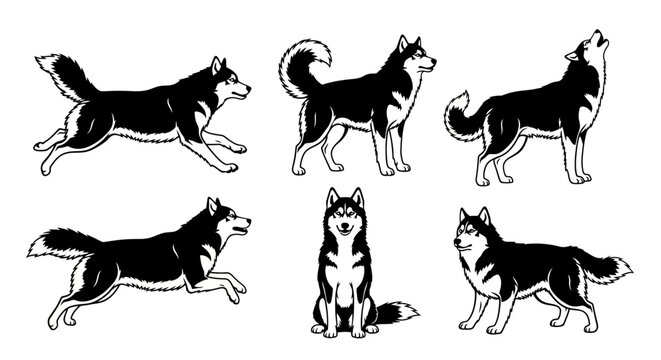 Set of Husky Dog Poses Vector Illustration