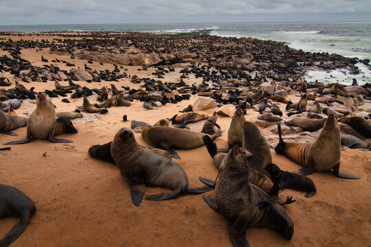 Massive colony of Cape Fur Seals on the coast of Namibia, Cape Cross.