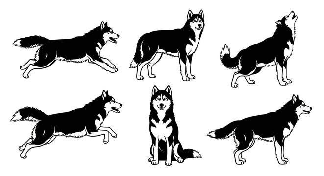 Set of Siberian Husky Dog Poses Vector Illustration