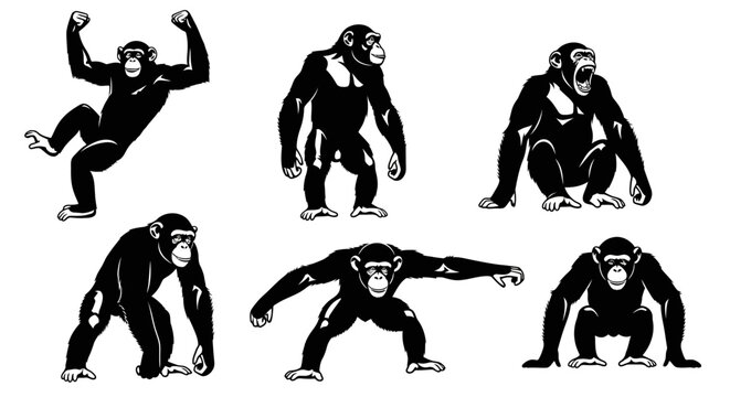 Set of Chimpanzee Silhouettes in Various Poses