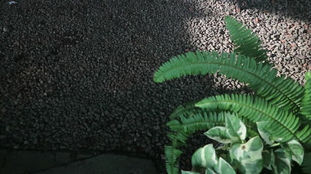 Tropical Fern and Variegated Plant on Dark Pebble Background for nature backgrounds, eco themes