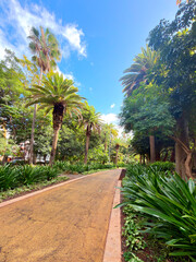 Fototapeta premium Sunlit tropical garden path lined with towering palm trees and lush foliage, Santa Cruz de Tenerife