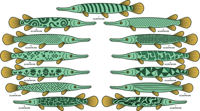 Alligator Gar Fish Vector Set with Pattern Variations Long Snout Freshwater Predator Illustration Collection Detailed Wildlife Designs Isolated on White Background