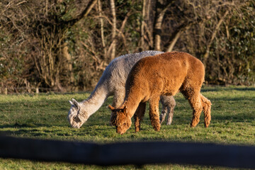 lamas eating grass © Ben