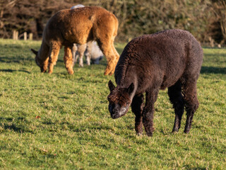 lama © Ben