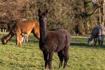 llama in the grass © Ben