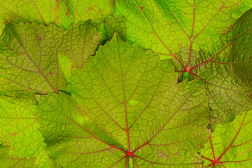 Obraz premium Leaves of grapevines are arranged closely together showing their green colors and textures in a close view