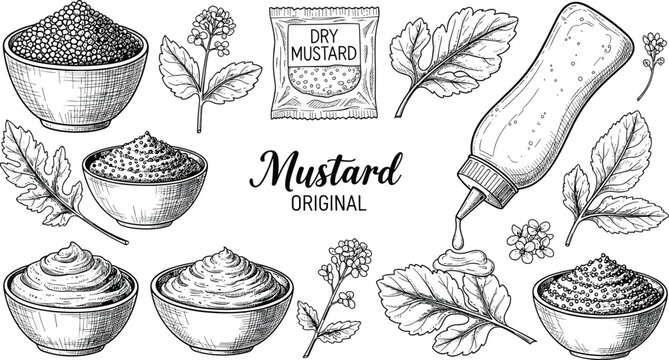 Vintage hand drawn mustard set with seeds, powder, plant leaves, yellow sauce in bowls, and squeeze bottle for organic food packaging and culinary menus.