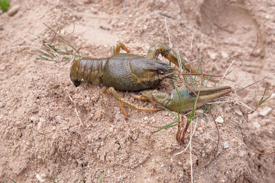 River crayfish in nature. Catching European Live crayfish. Single Astacus in its natural habitat closeup. Detailed view of crustacean on sandy bank. Mottled carapace, textured shell, claws, antennae