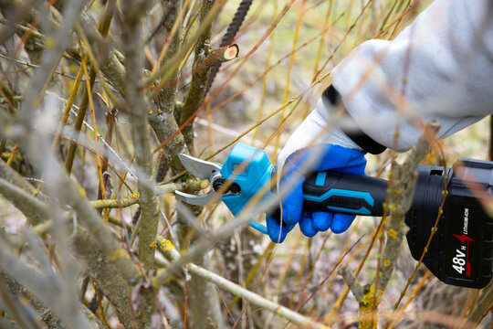 A gardener trims dead branches in the garden using cordless pruning shears. Spring pruning of dead branches in the garden.