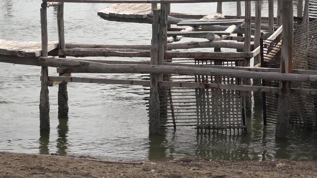 Traditional wooden fish traps in coastal lagoon channel showing historic fishing method. Ancient timber structures guide through shallow waters of calm lake wetlands beside stakes.